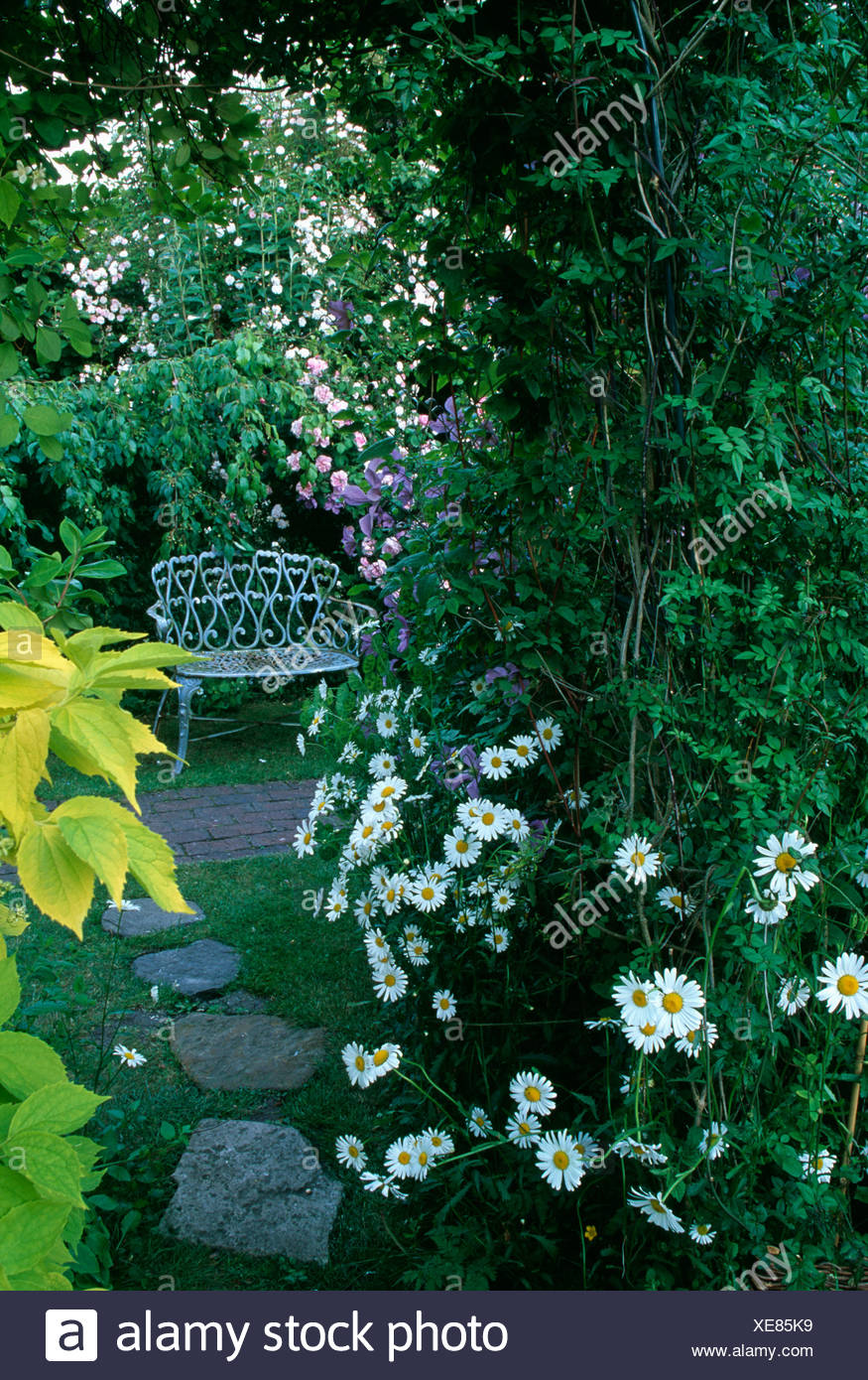 White Daisies Beside Path Below Arch Leading To White Garden Bench