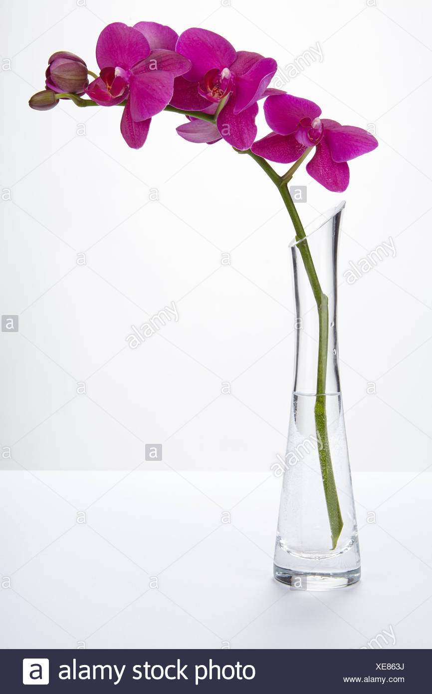 A Purple Orchid Stands Into A Tall Vase Of Glass Filled Half With