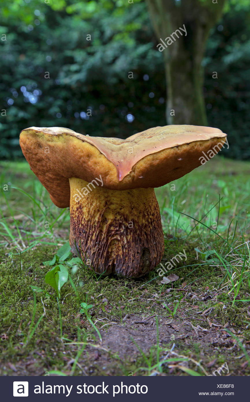 Lurid Bolete High Resolution Stock Photography and Images Alamy