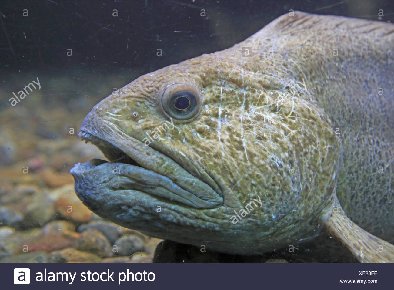 Anarhichas Stock Photos & Anarhichas Stock Images - Alamy
