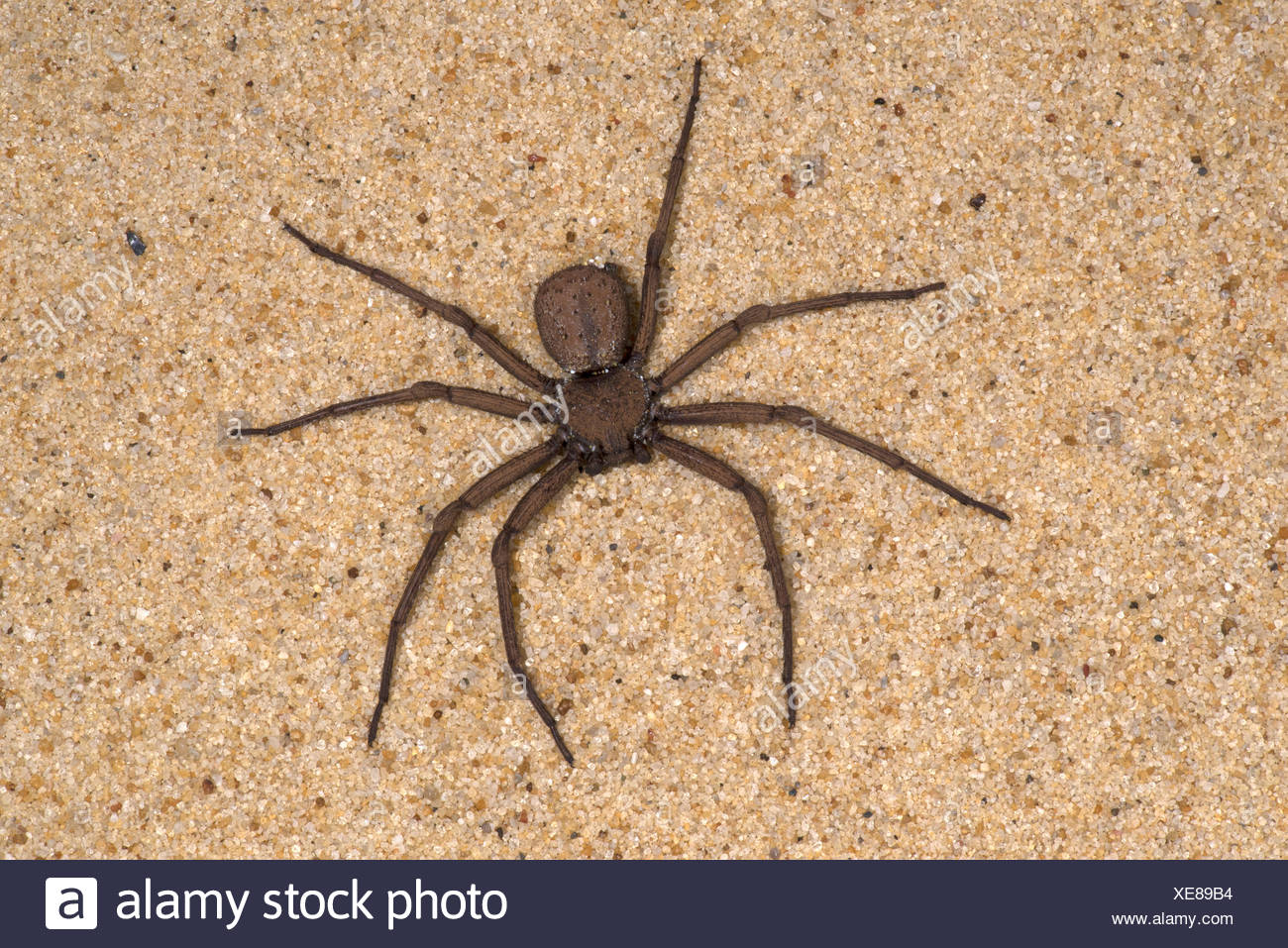 Sand Spider High Resolution Stock Photography and Images - Alamy