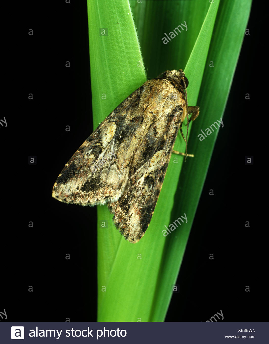 Armyworm Moth High Resolution Stock Photography and Images - Alamy