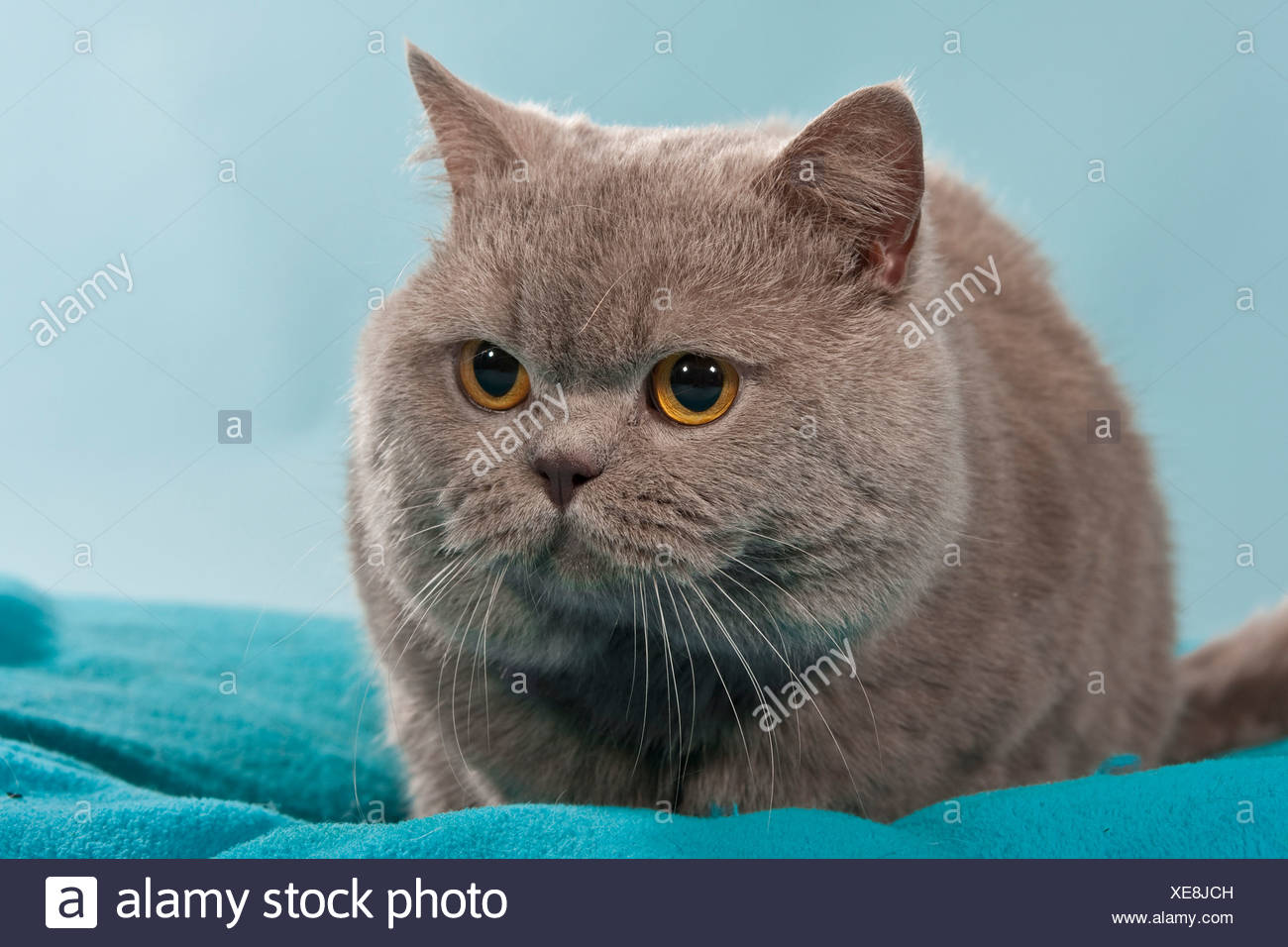 Blue British Shorthair Chartreux Cat Lying Stock Photo