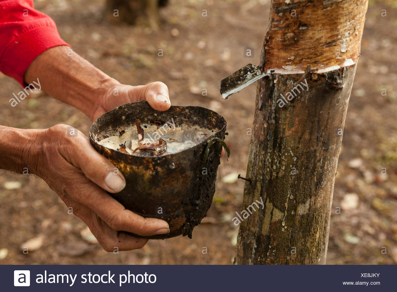 Harvest Rubber Stock Photos & Harvest Rubber Stock Images Alamy