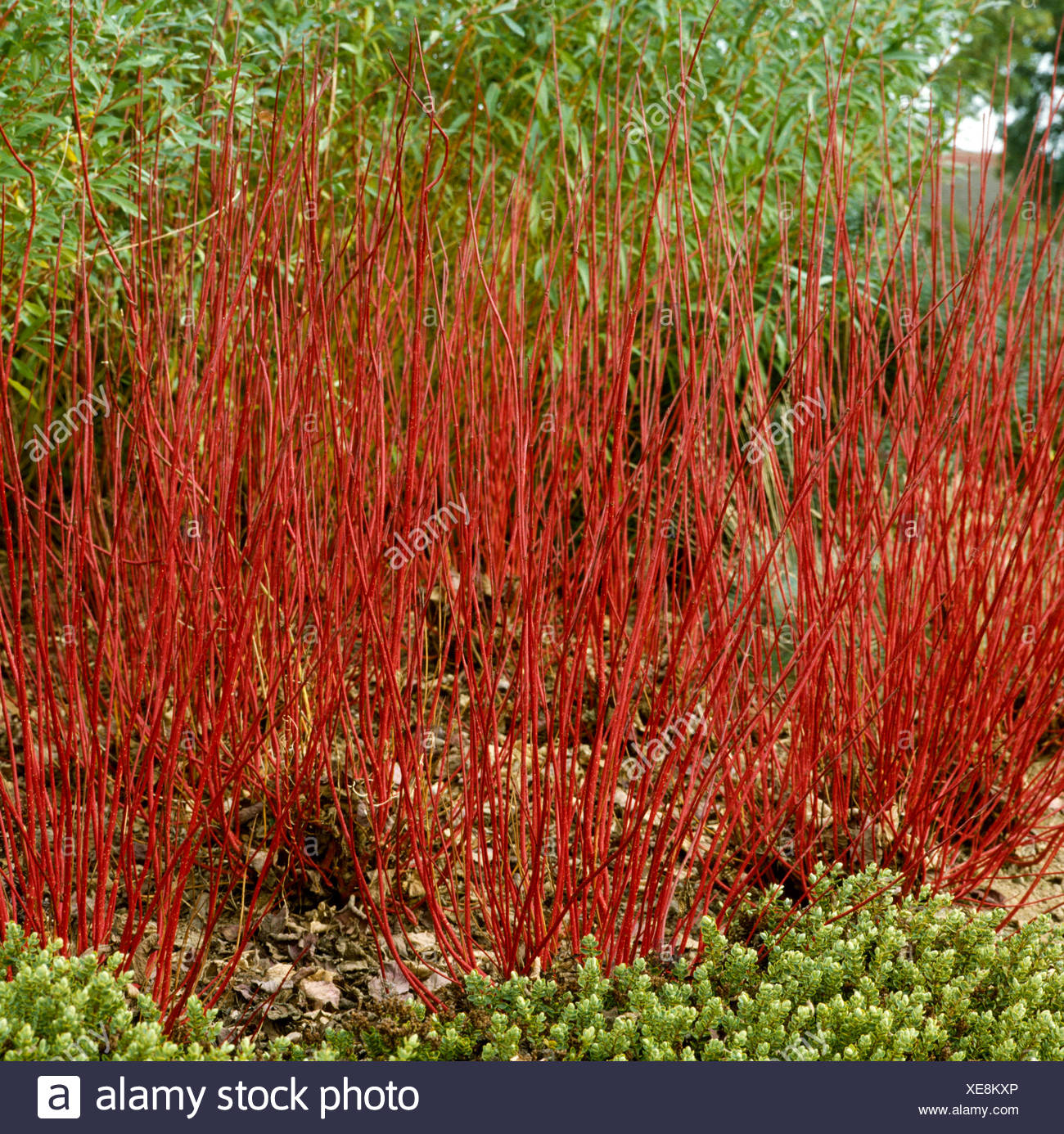 Cornus Alba Sibirica Stock Photos Cornus Alba Sibirica Stock