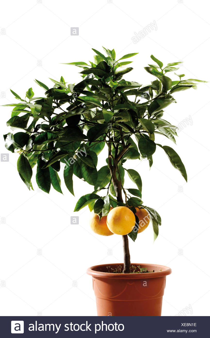 Fruit Trees Pots Stock Photos & Fruit Trees Pots Stock Images Alamy