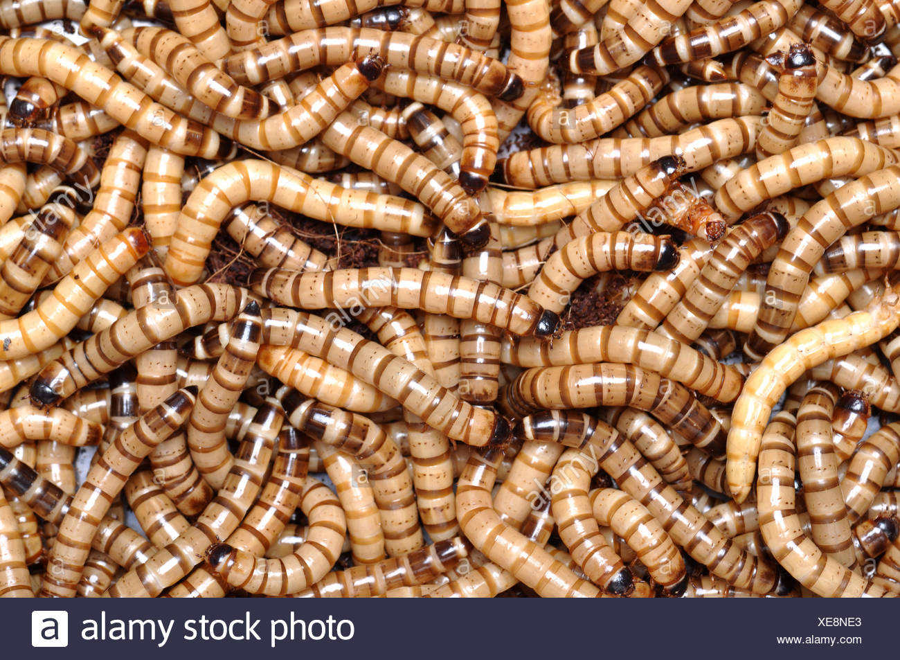 Superworm Zophobas Morio High Resolution Stock Photography and Images ...