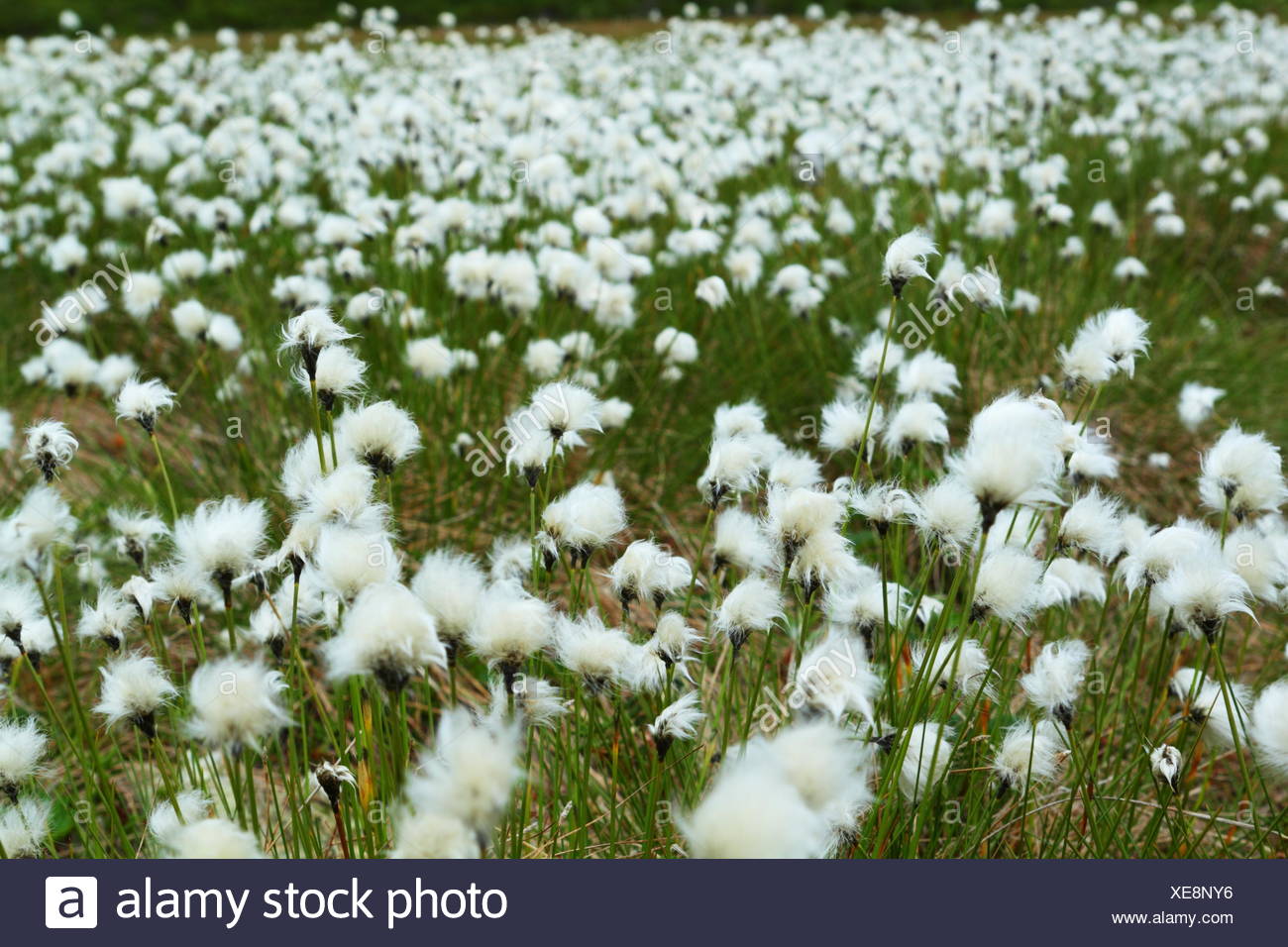 Arctic Cotton In Tundra Grass Stock Photos & Arctic Cotton In Tundra Grass Stock Images Alamy
