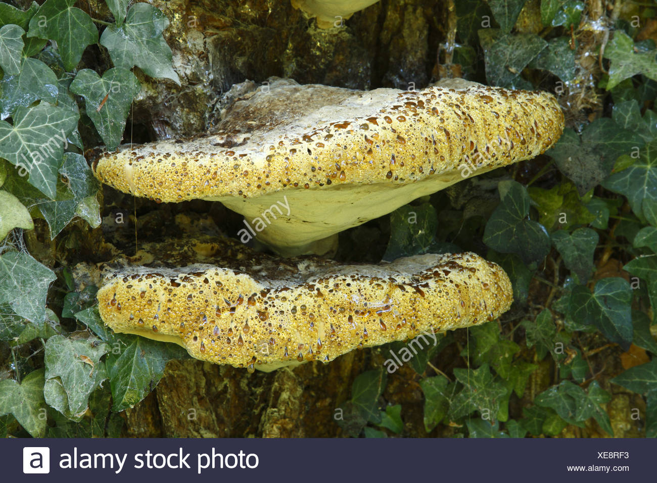 Inonotus Dryadeus Oak Bracket Nature Natural Wild Wildlife - 