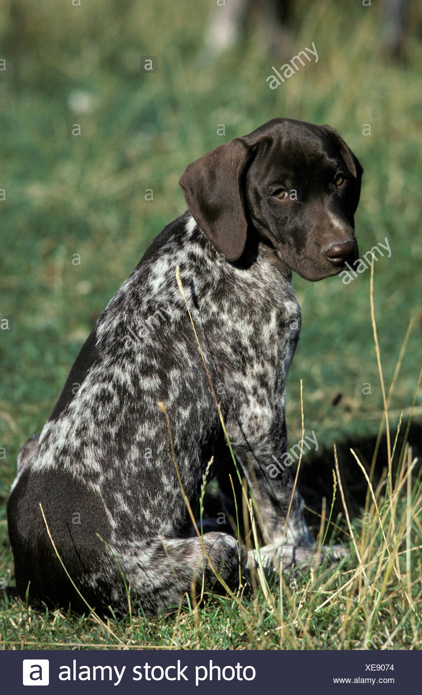 German Short Haired Pointer Dog Pup Sitting On Grass Stock Photo