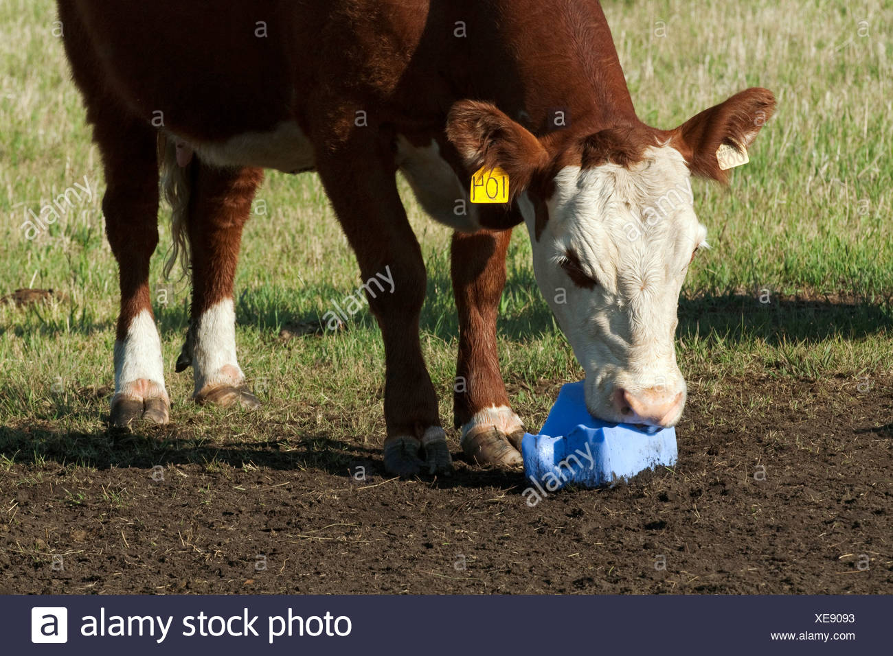 Salt Block Cattle Stock Photos & Salt Block Cattle Stock Images Alamy