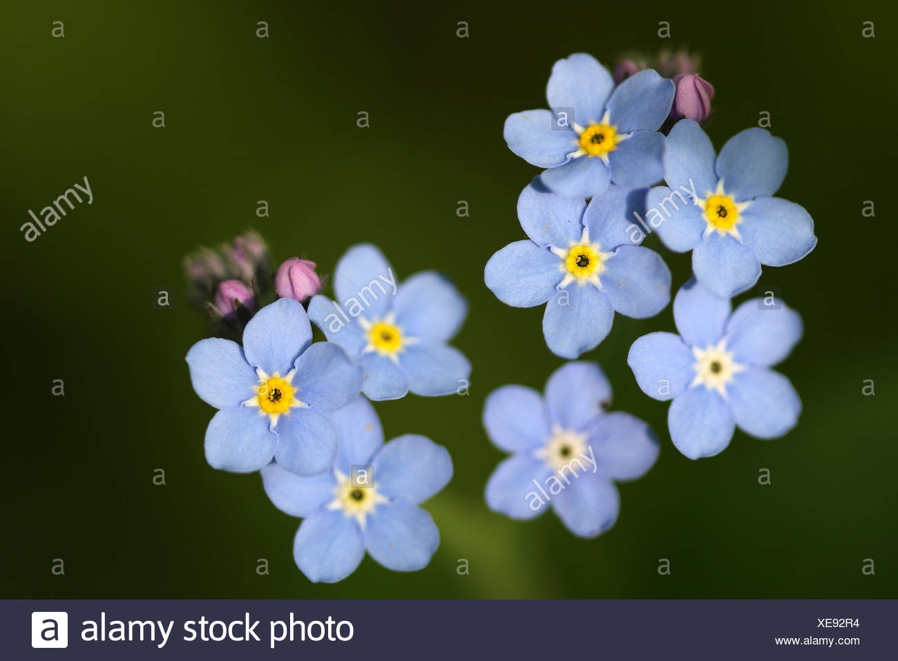 Flowers Of Water Forget Me Not Myosotis Palustris Scorpioides Belgium Stock Photo Alamy