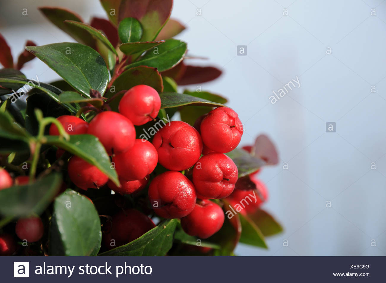 Eastern Teaberry High Resolution Stock Photography and Images - Alamy