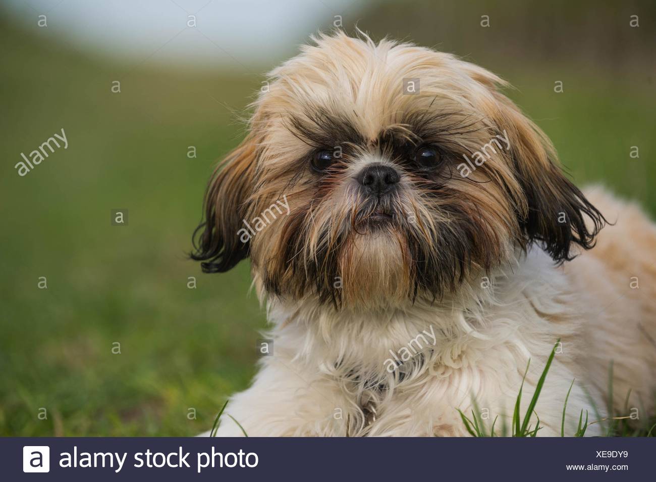 Long Hair Shih Tzu Stock Photos Long Hair Shih Tzu Stock Images