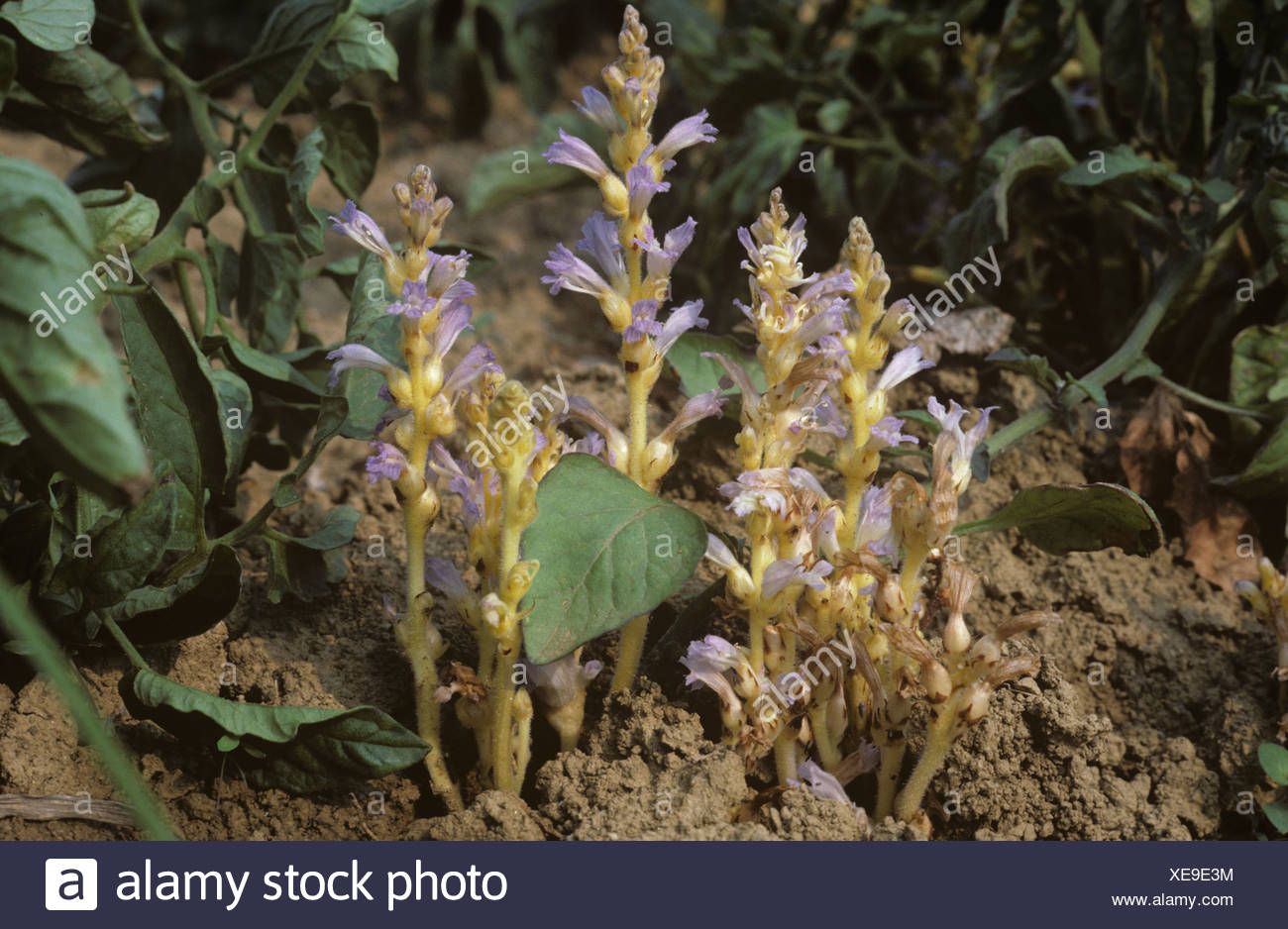 Branched broomrape Orobanche ramosa flowering plants parasitic on a tomato crop Stock Photo
