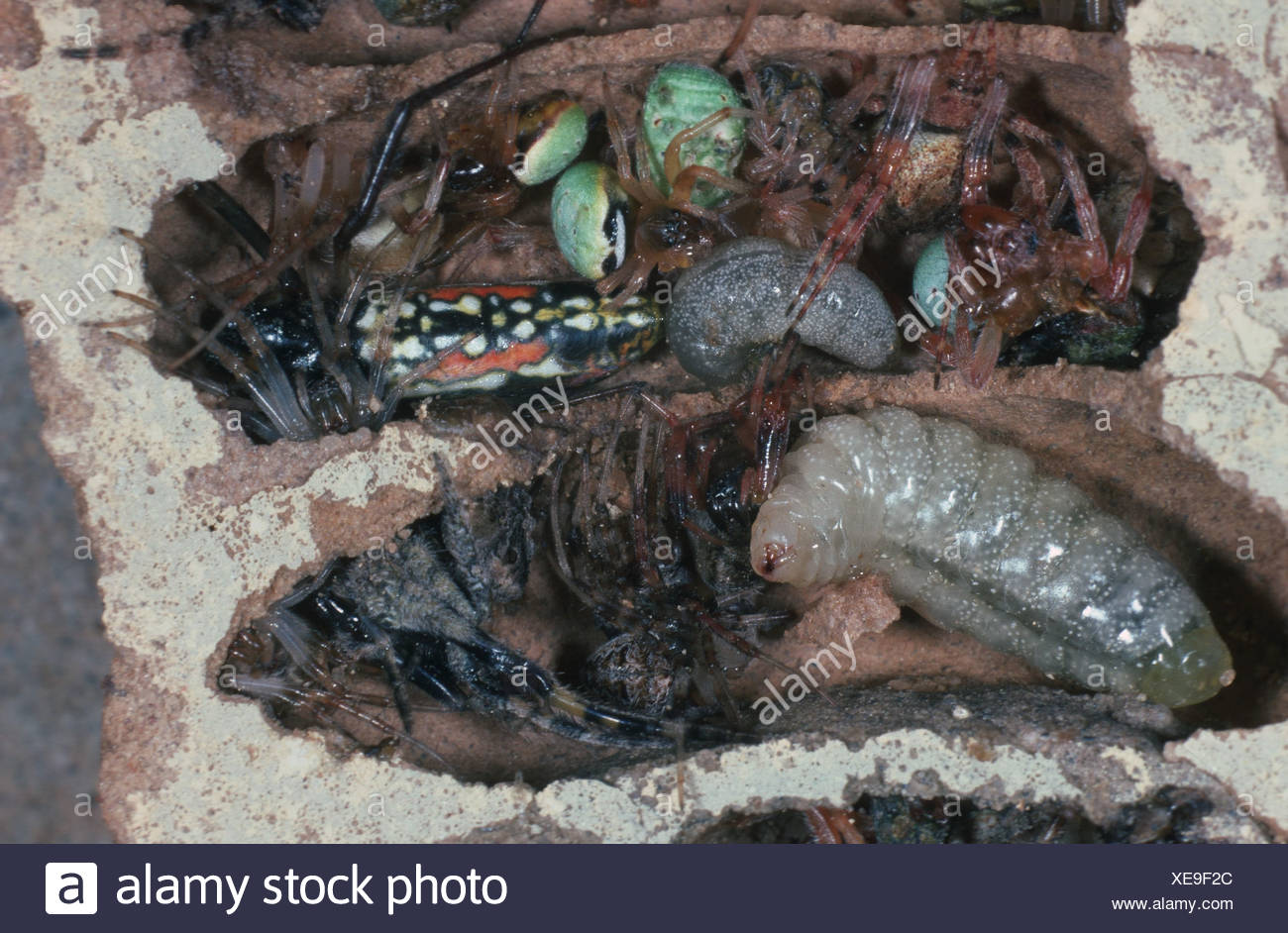 Mud Dauber Wasps Stock Photos & Mud Dauber Wasps Stock Images Alamy