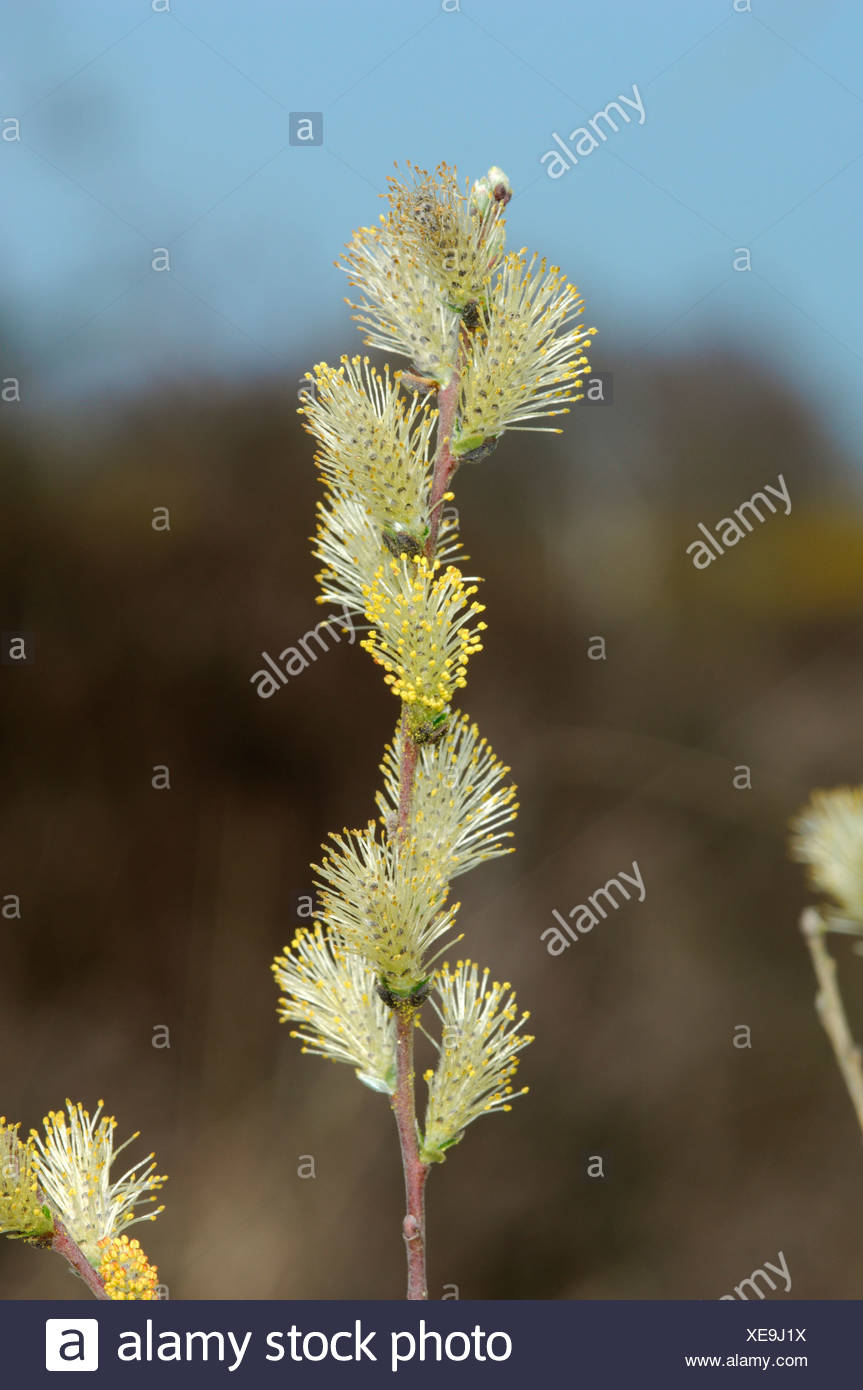 Creeping Willow Salix Repens High Resolution Stock Photography and Images Alamy