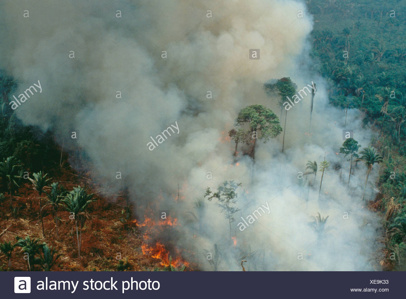 Deforestation Brazil Cattle High Resolution Stock Photography and ...
