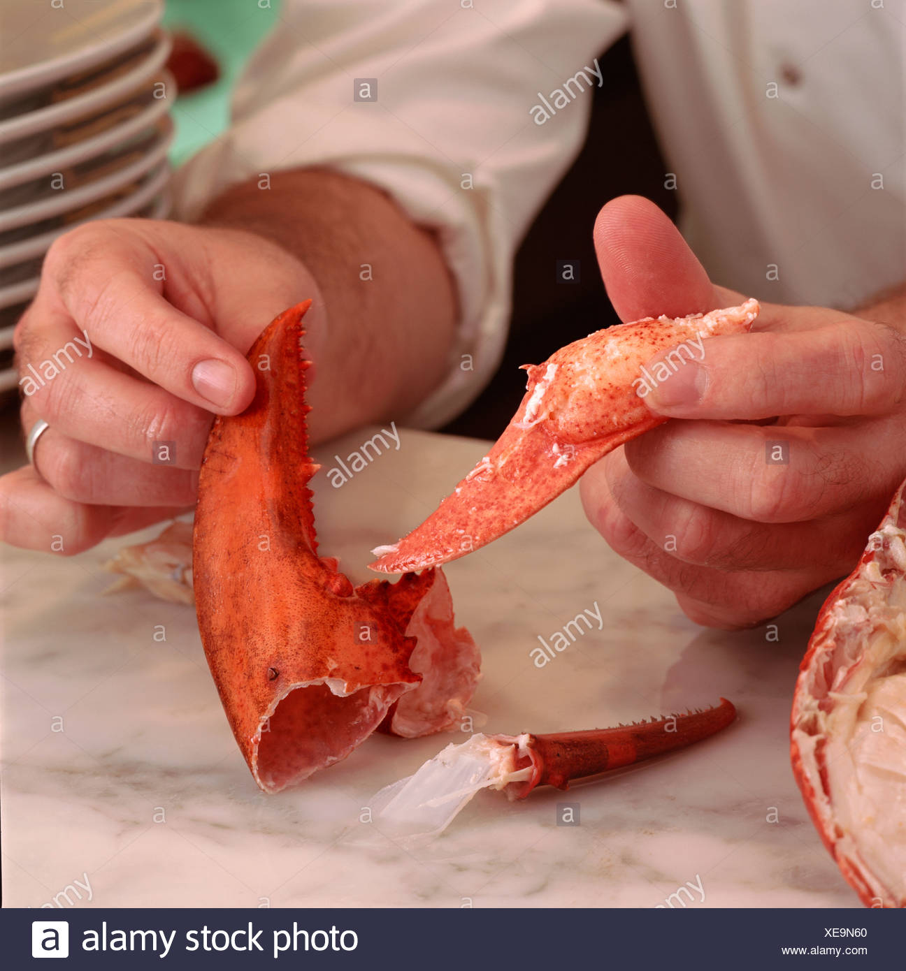 Removing Meat From A Lobster Claw Stock Photo Alamy