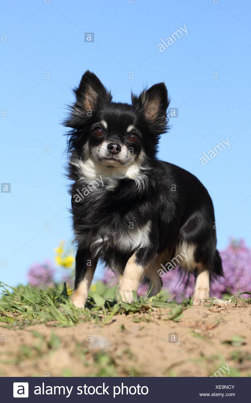 Longhaired Chihuahua Stock Photo Alamy