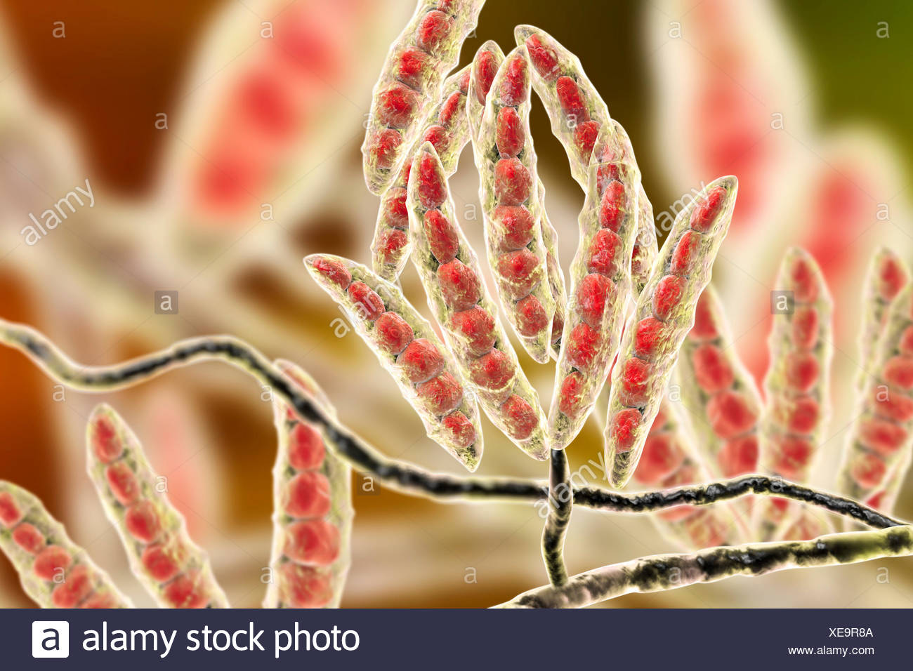 Computer illustration of conidia (asexual spores) from a Fusarium sp