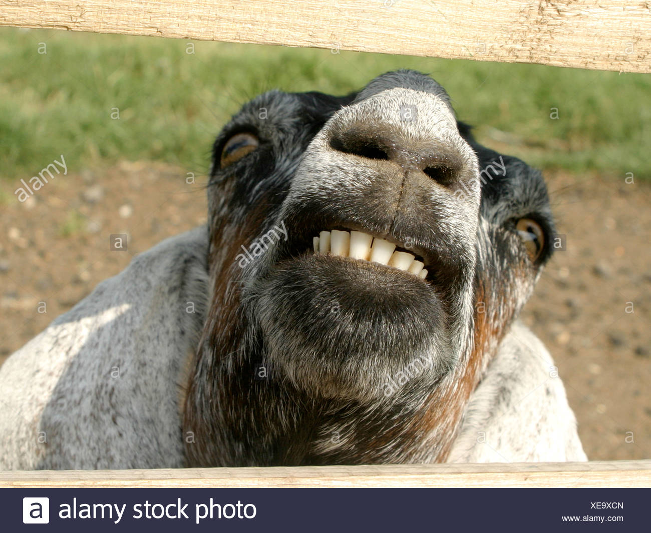 Goat Teeth High Resolution Stock Photography and Images - Alamy