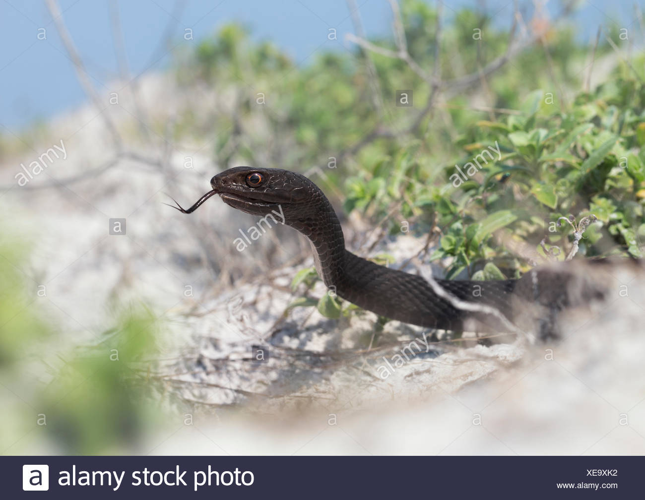 Portrait of an adult Eastern Coachwhip (Masticophis flagellum ) snake on beach, Florida, United States Stock Photo