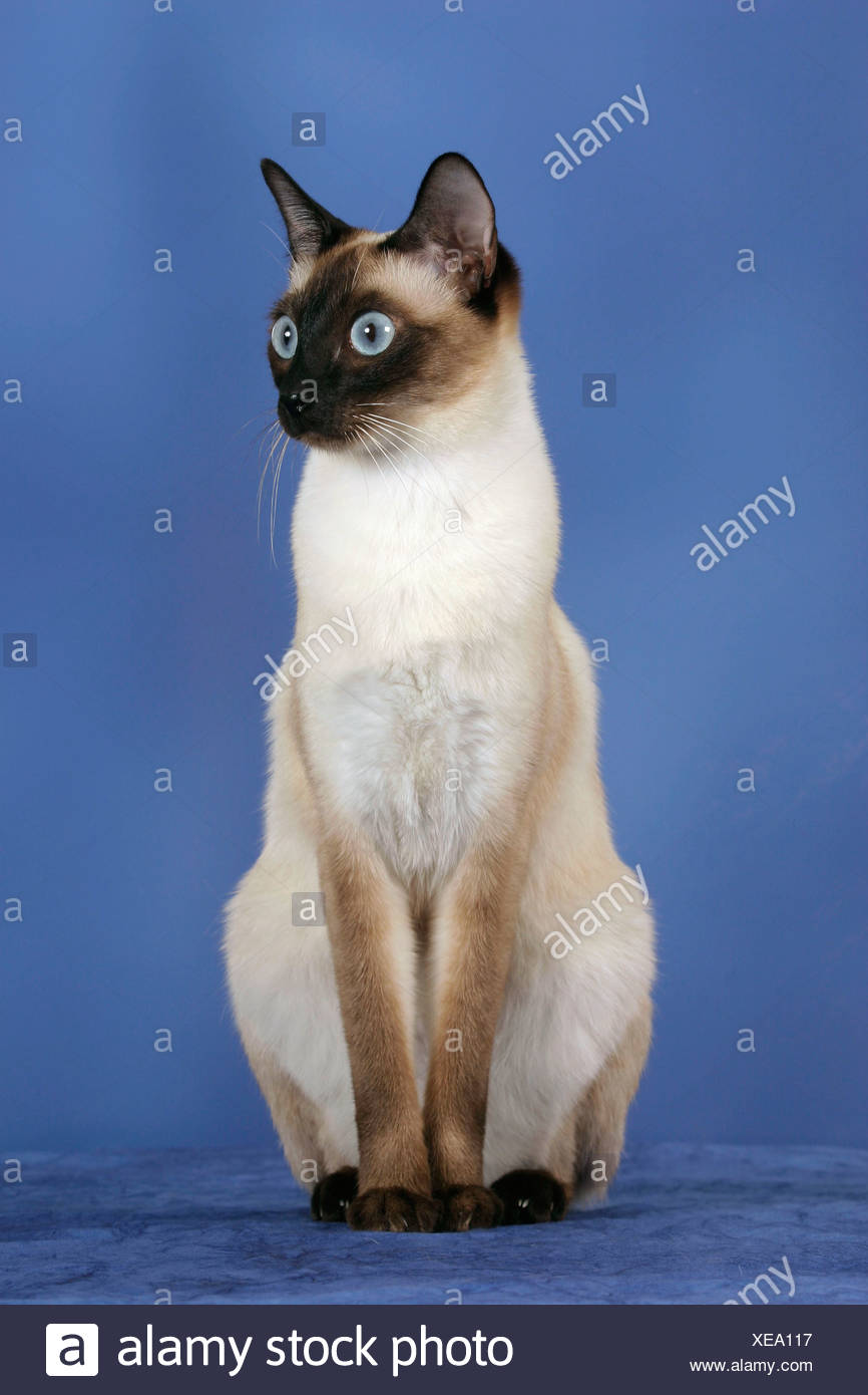 Classic Siamese Cat Seal Point Thaikatze Seal Point Innen Studio Indoor Stock Photo Alamy