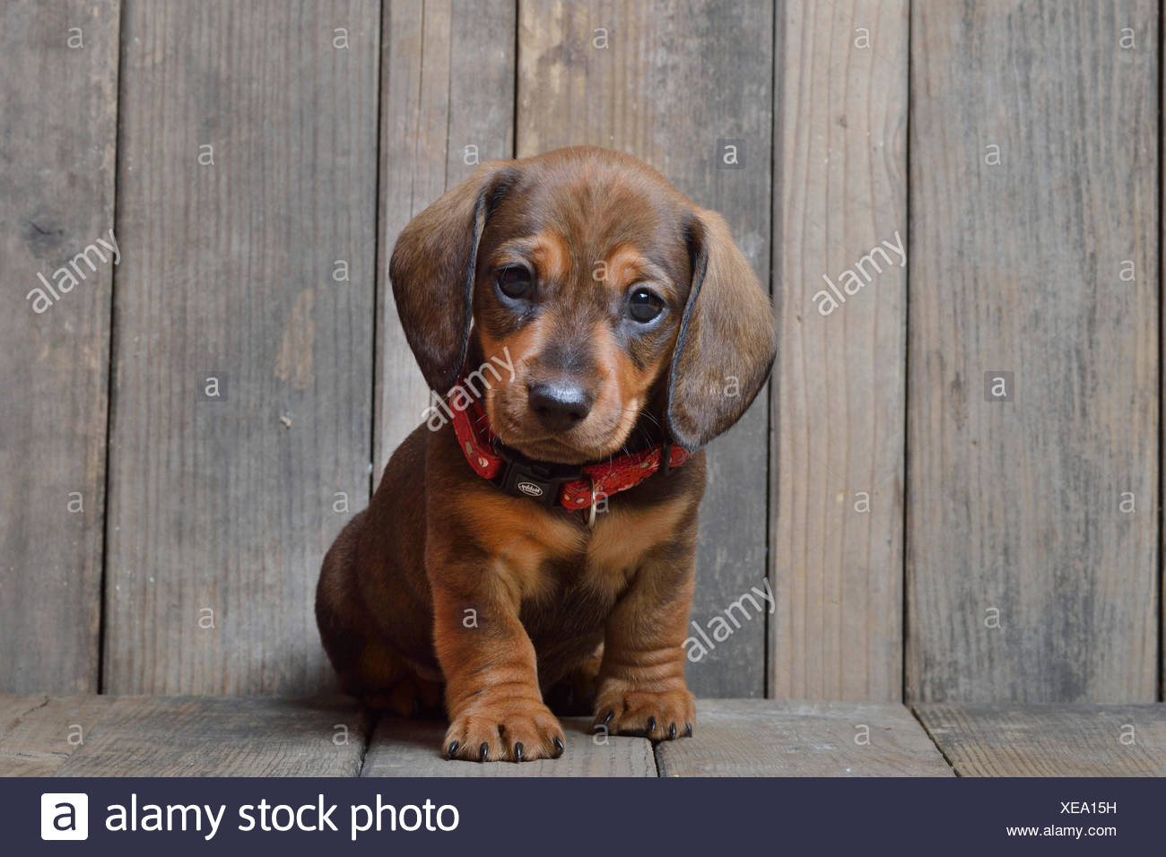 Short Haired Dachshund Short Haired Sausage Dog Domestic Dog Canis Lupus F Familiaris Sitting Dachshund Puppy Germany Stock Photo Alamy