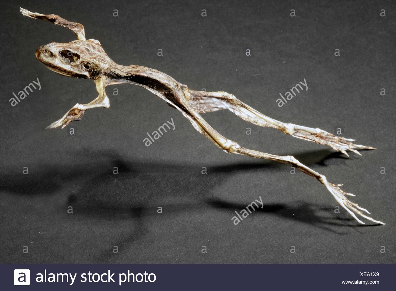 Mummified Animal Stock Photos & Mummified Animal Stock Images Alamy