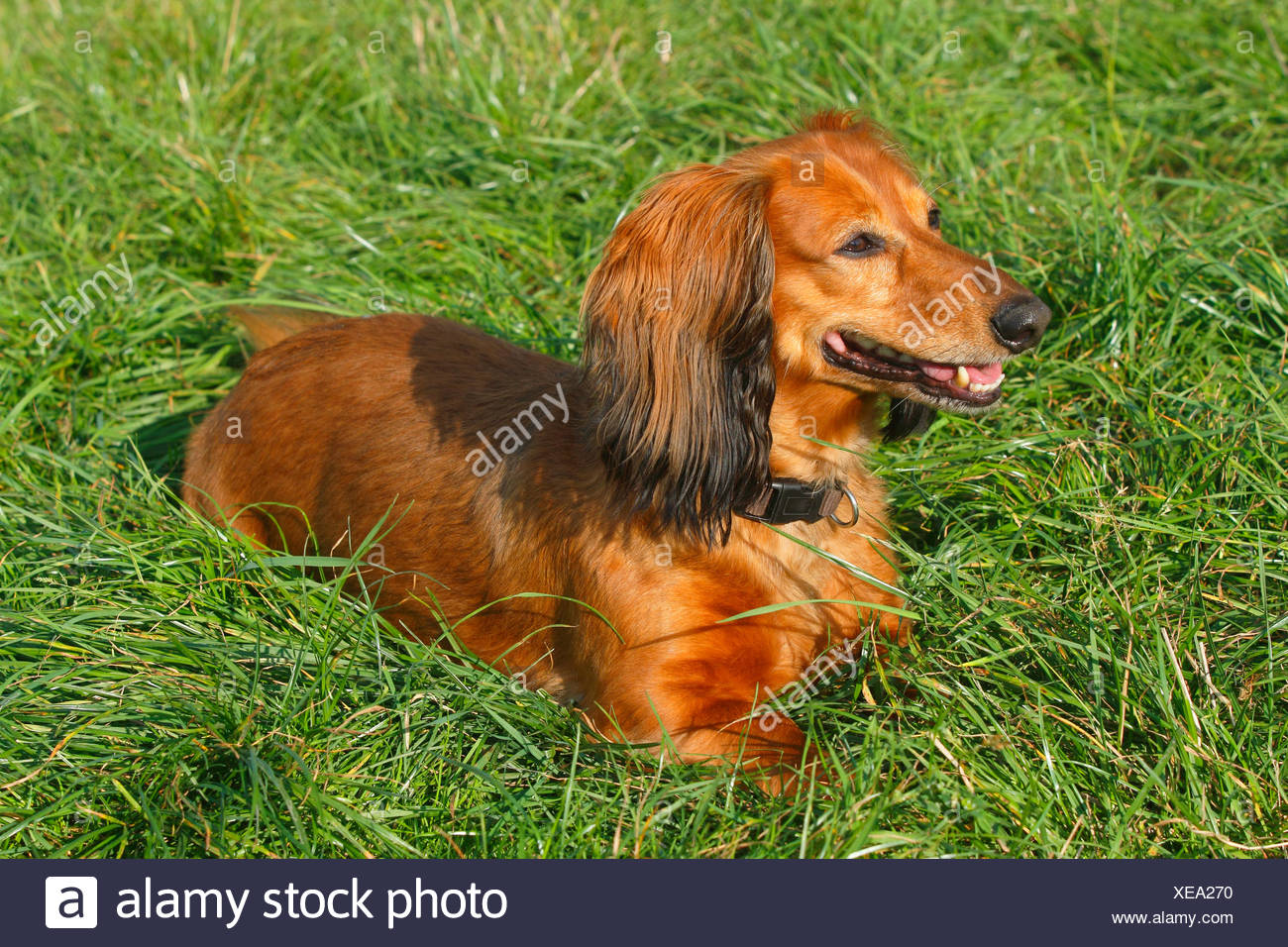 Long Haired Dachshund Long Haired Sausage Dog Domestic Dog
