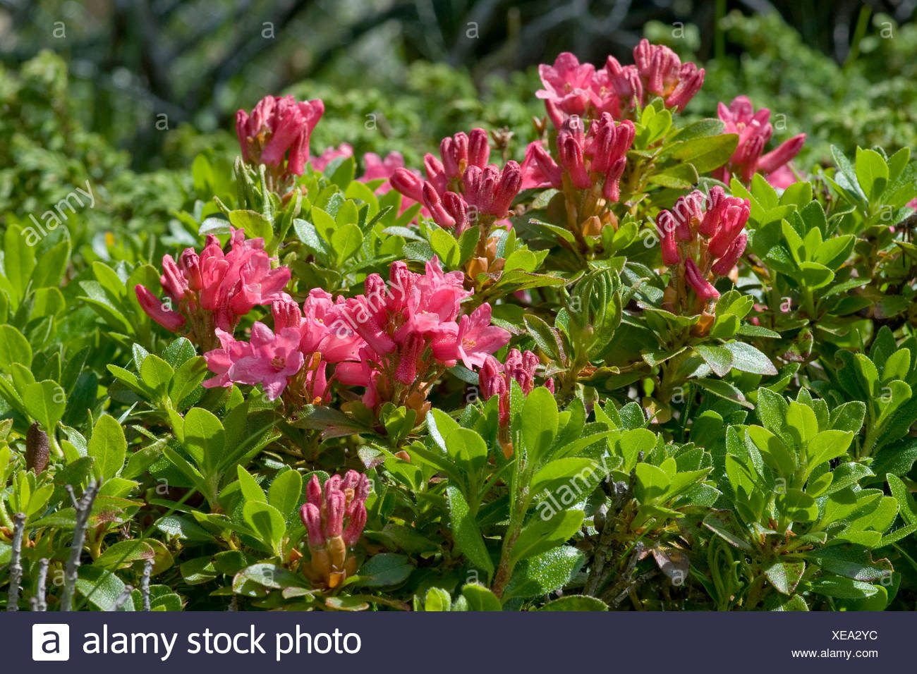 Alpine Shrubs High Resolution Stock Photography and Images - Alamy