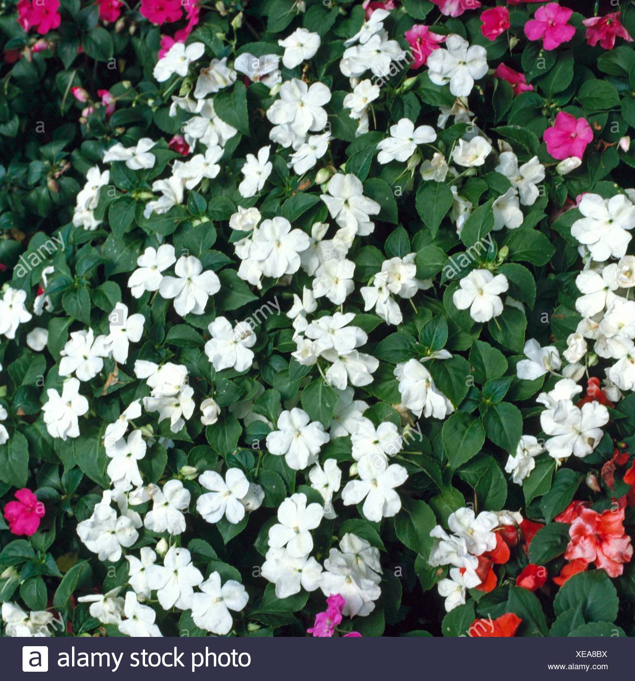 White Impatiens Stock Photos & White Impatiens Stock Images - Alamy