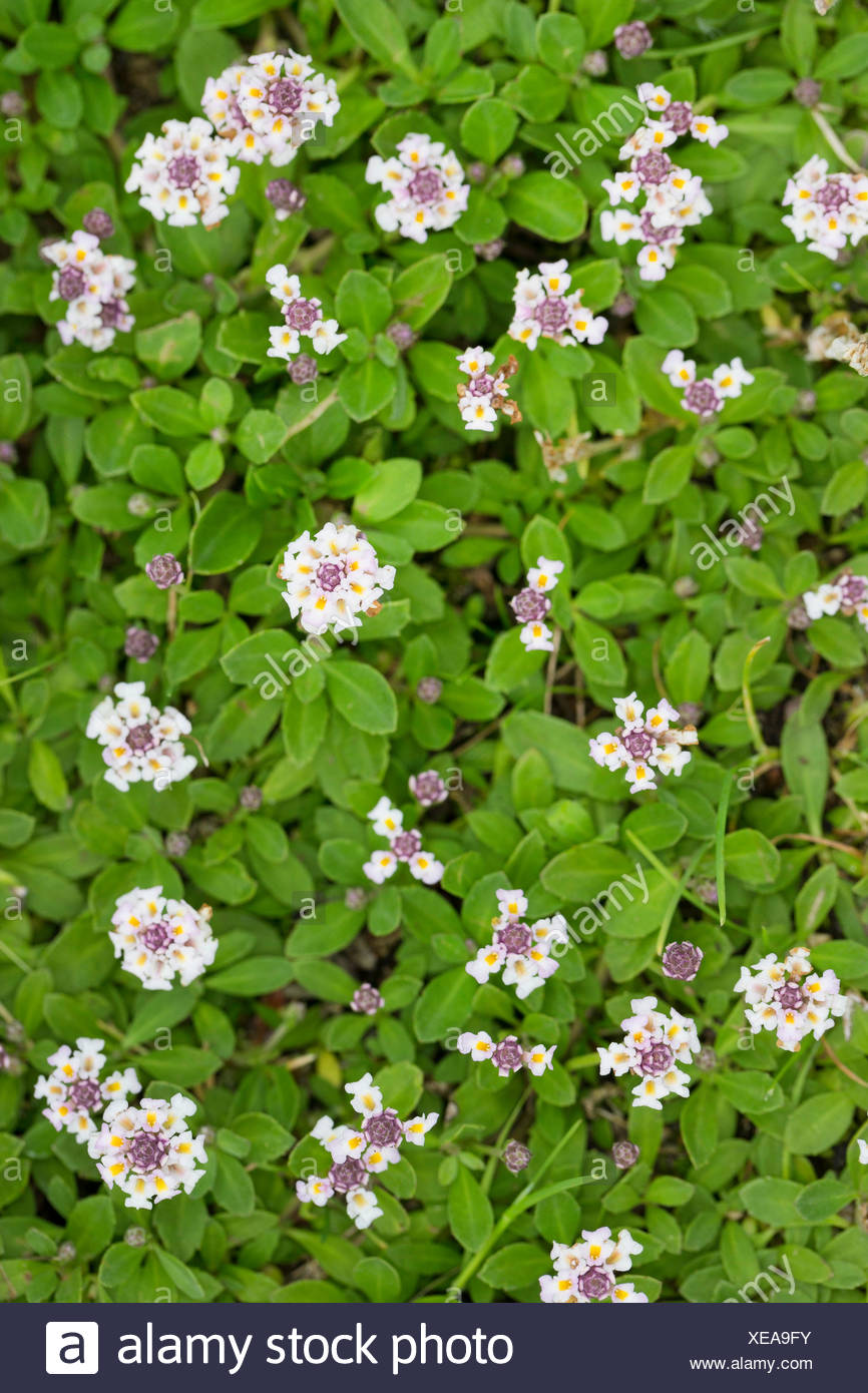 Lippia Nodiflora Stock Photos Lippia Nodiflora Stock Images Alamy