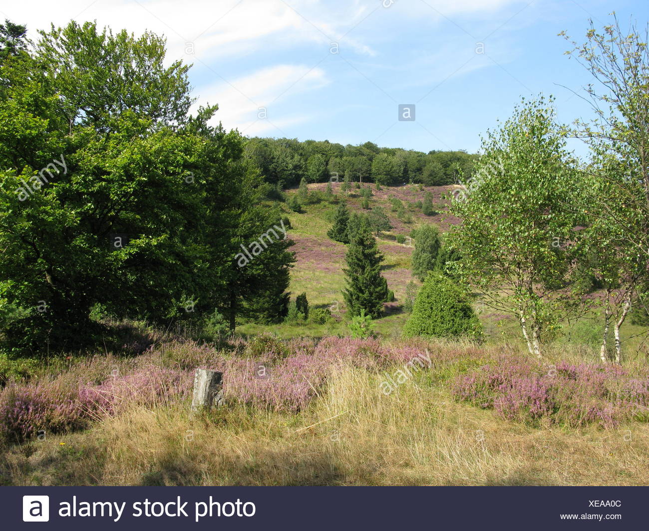 plant, conservation of nature, nature-sanctuary, tourist attraction, Northern Stock Photo