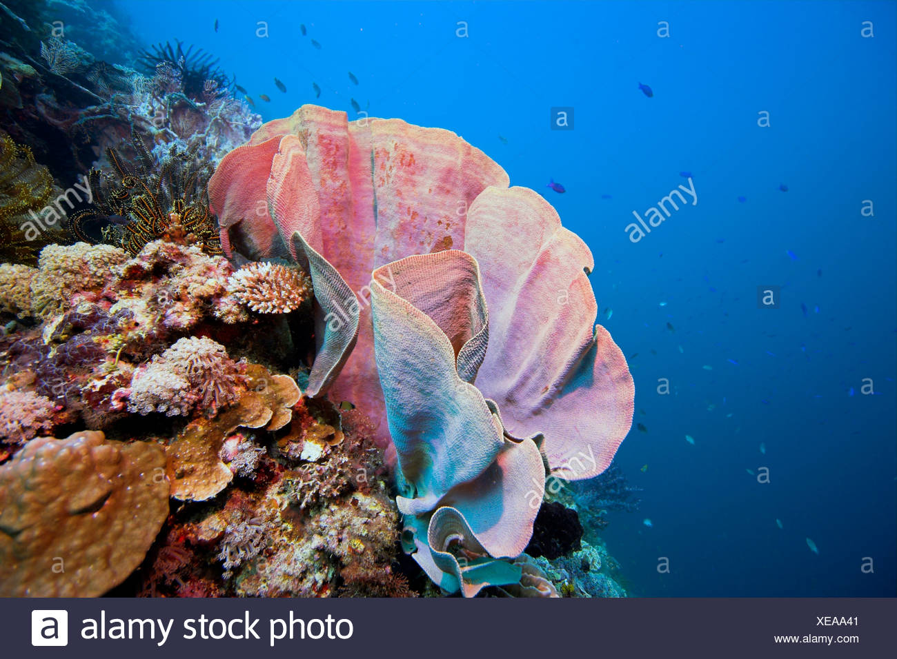 Elephant Ear Sponge Stock Photos & Elephant Ear Sponge Stock Images Alamy