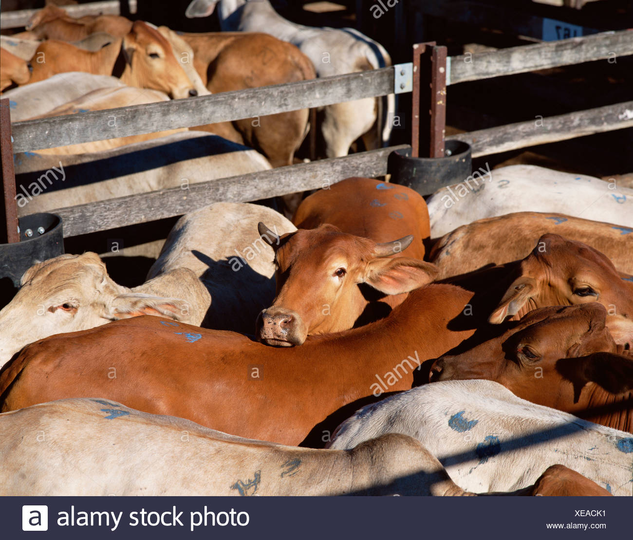 Queensland Australia Cattle High Resolution Stock Photography and ...