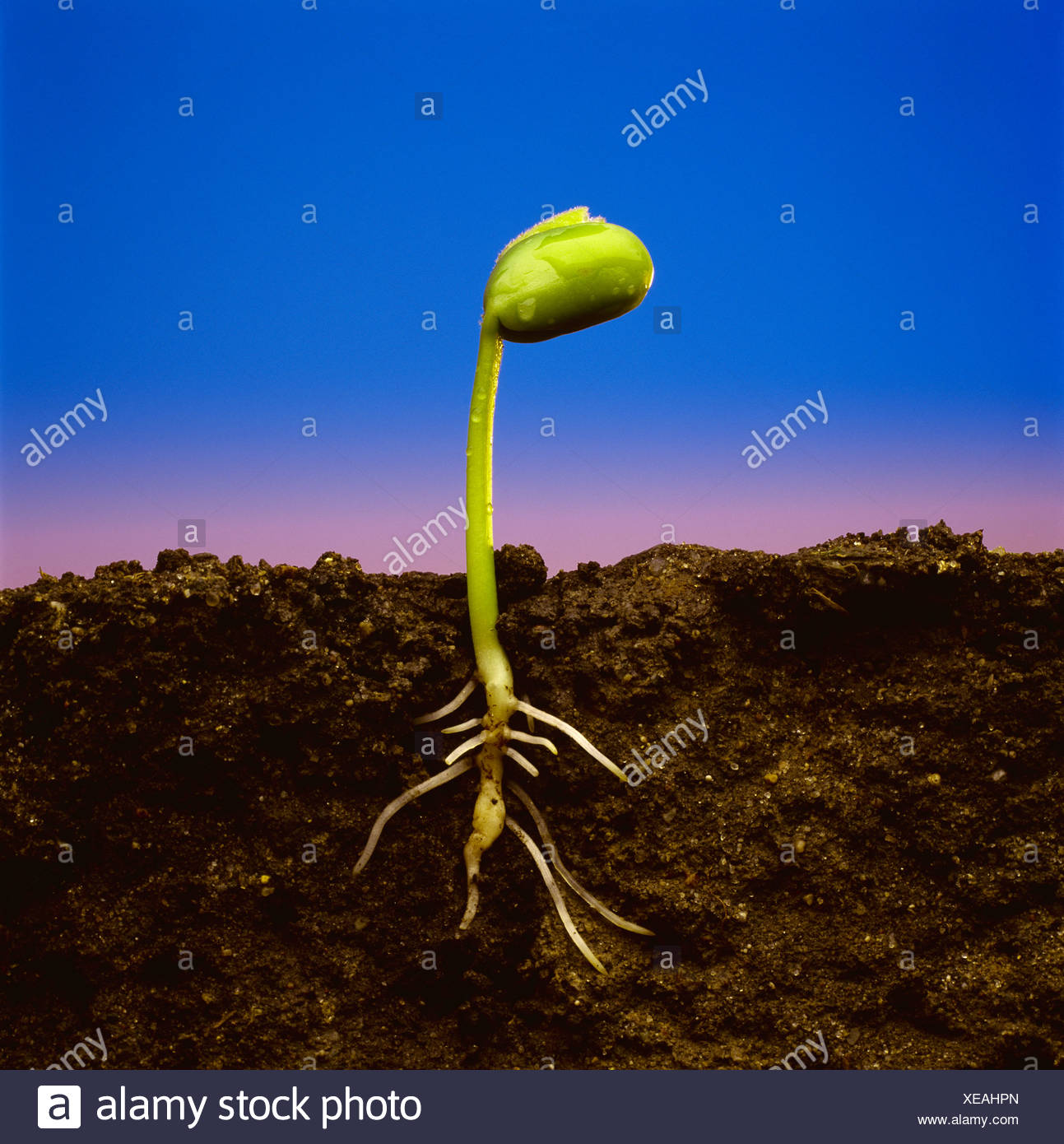 Plant Roots Underground High Resolution Stock Photography and Images