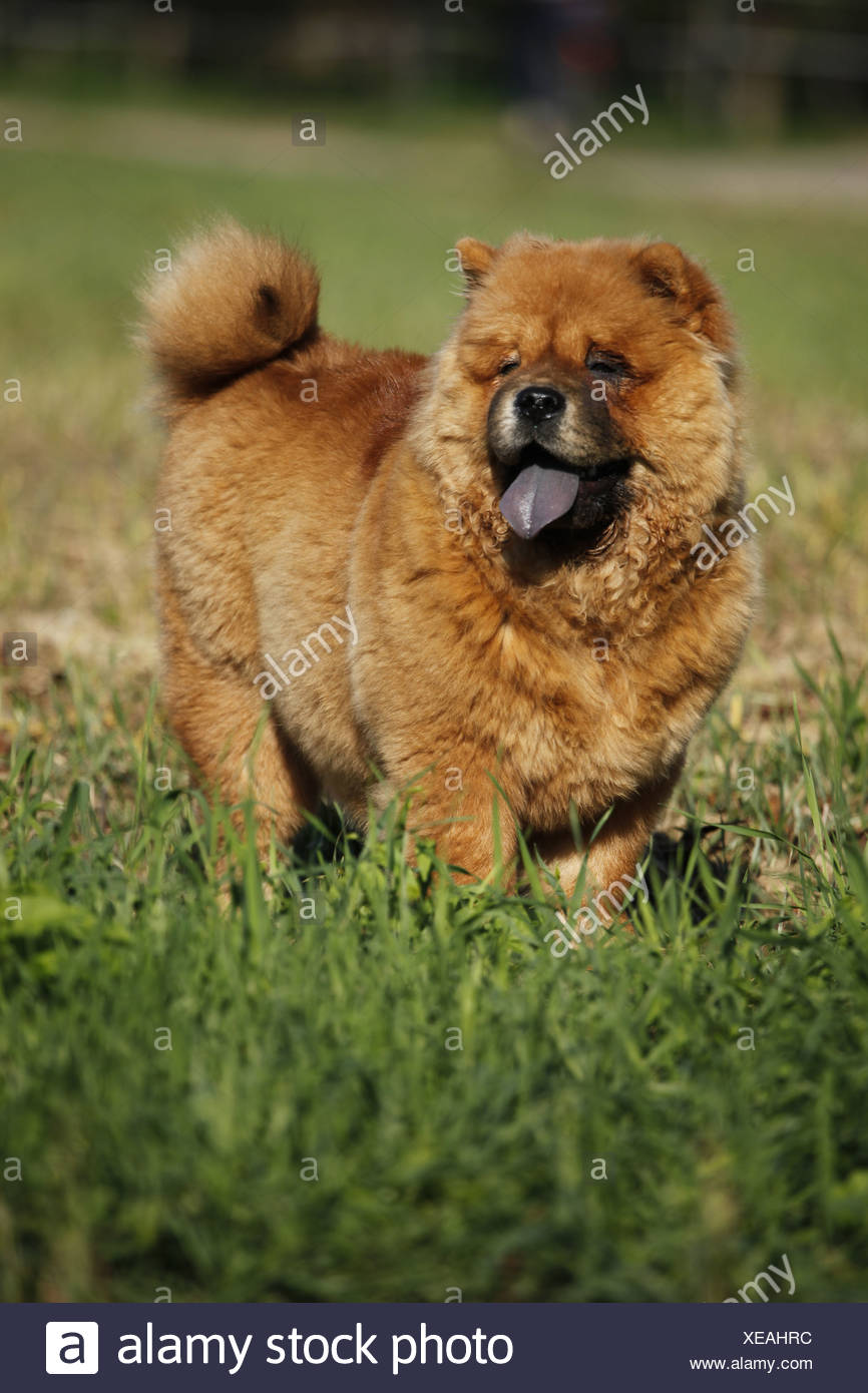 Chinesischer Hund Stock Photos & Chinesischer Hund Stock Images Alamy