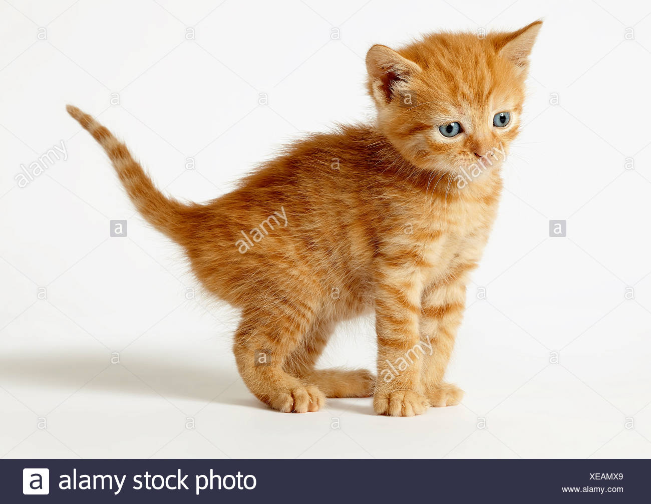 british shorthair cross kittens