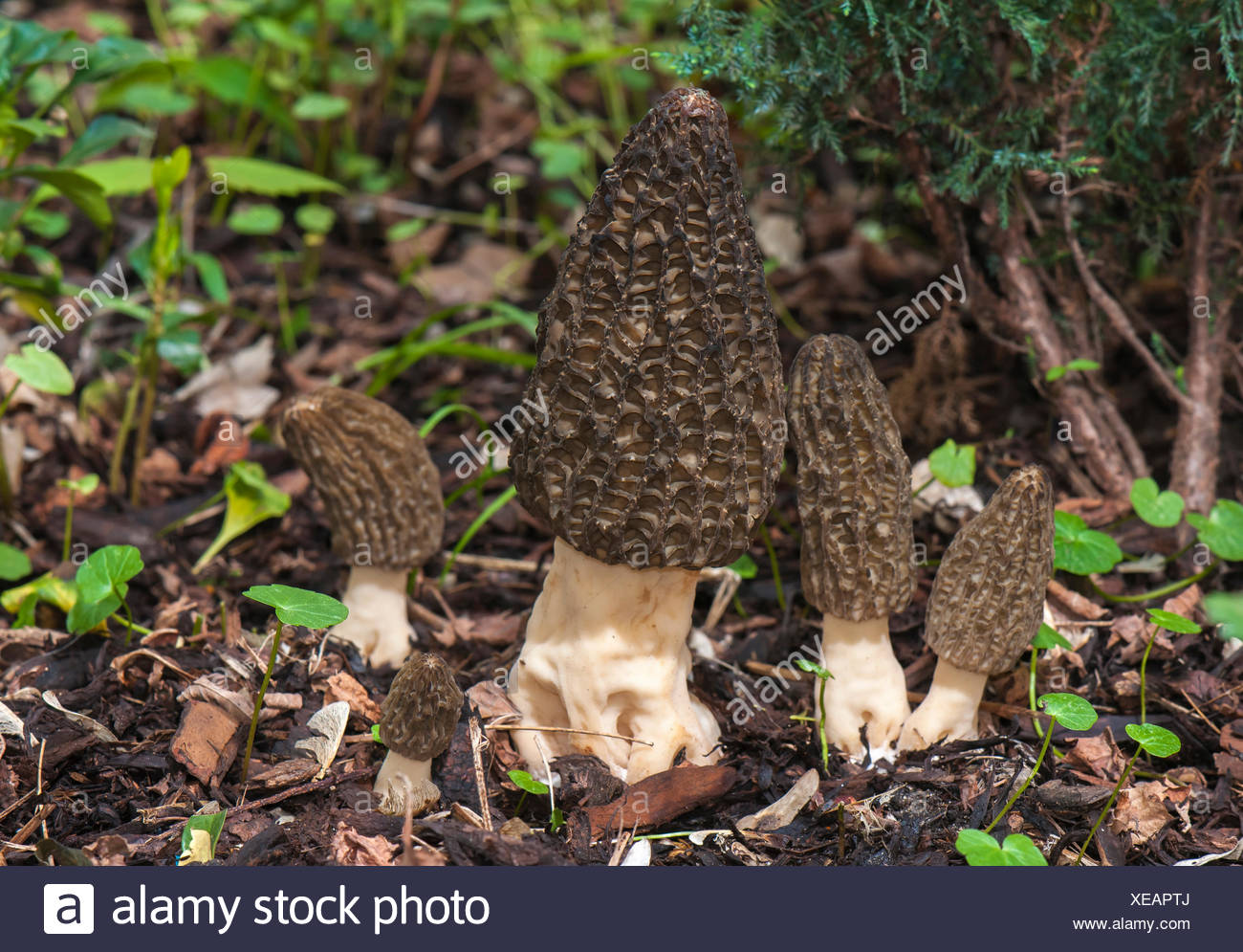 Black Morel Morchella Elata High Resolution Stock Photography and