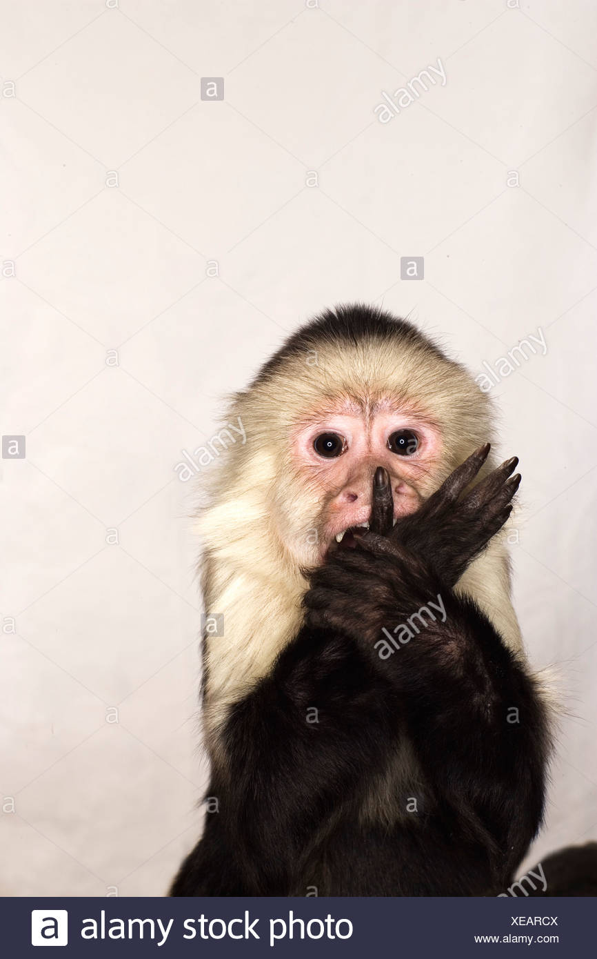 Monkey Cut Out Stock Photos & Monkey Cut Out Stock Images Alamy