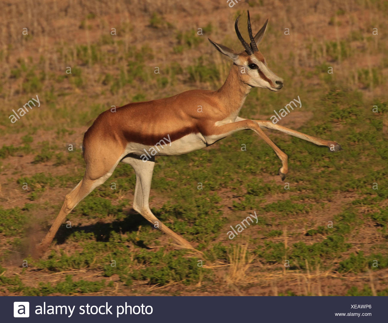 Springbok Jumping High Resolution Stock Photography and Images Alamy