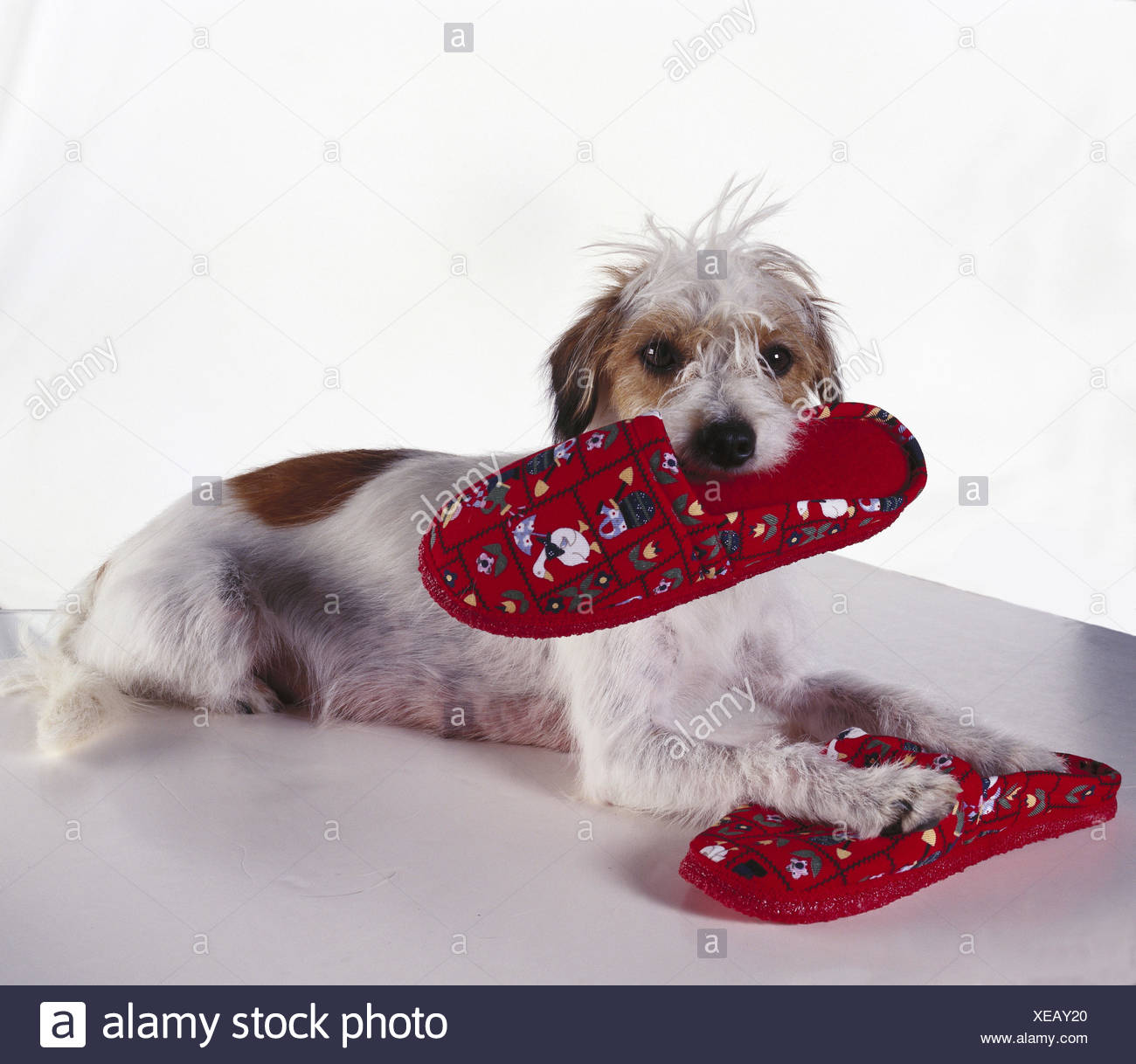 doggy slippers