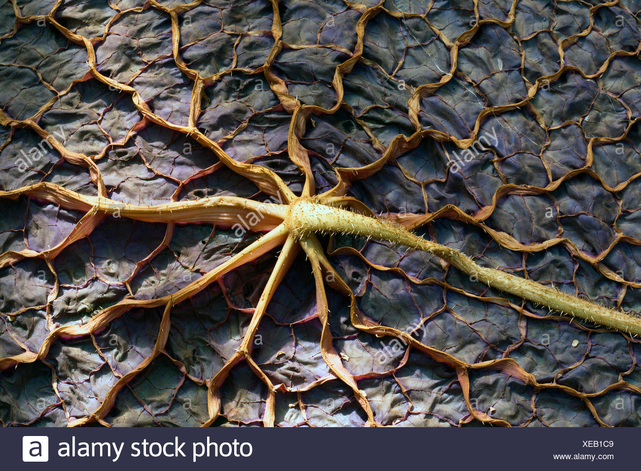 Underside Water Lily Leaf High Resolution Stock Photography and Images