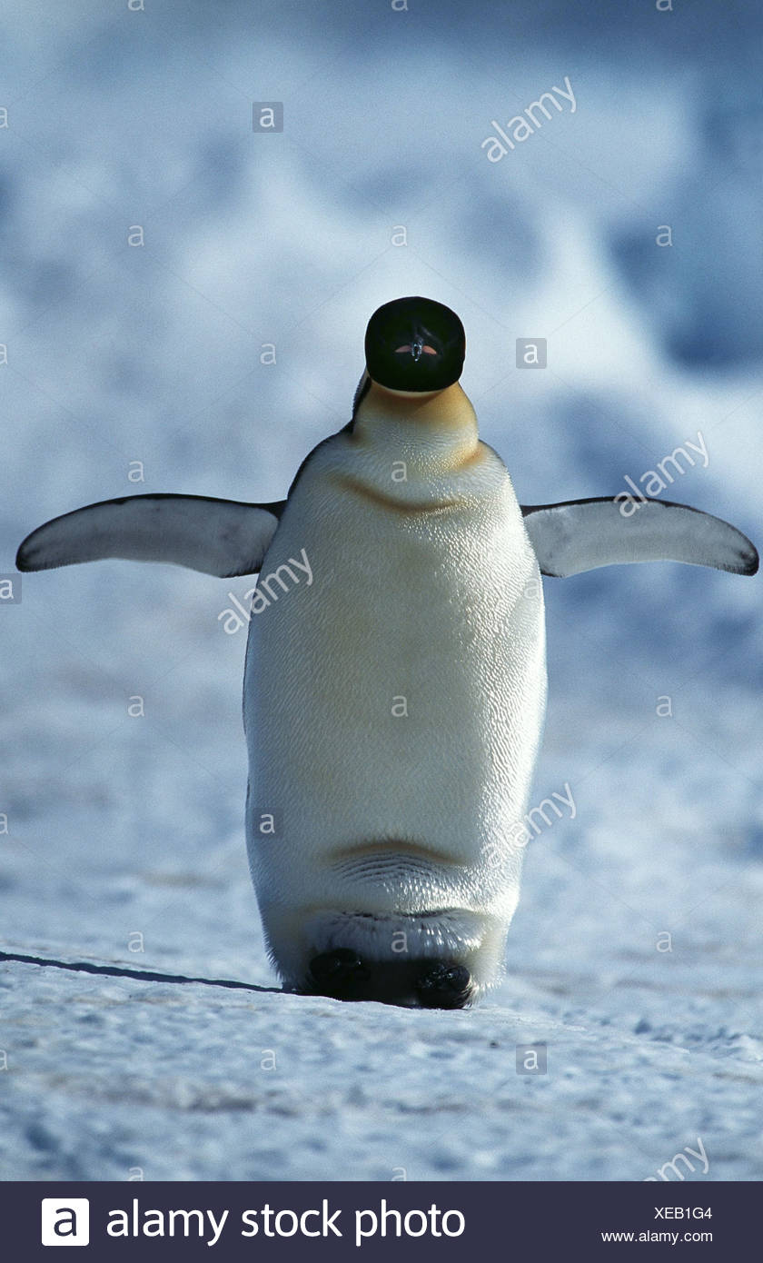 Emperor Penguin Egg High Resolution Stock Photography and Images - Alamy