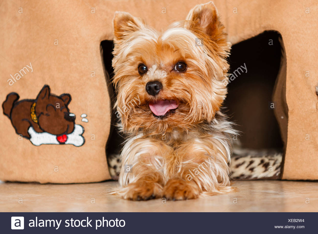 peluche yorkshire terrier
