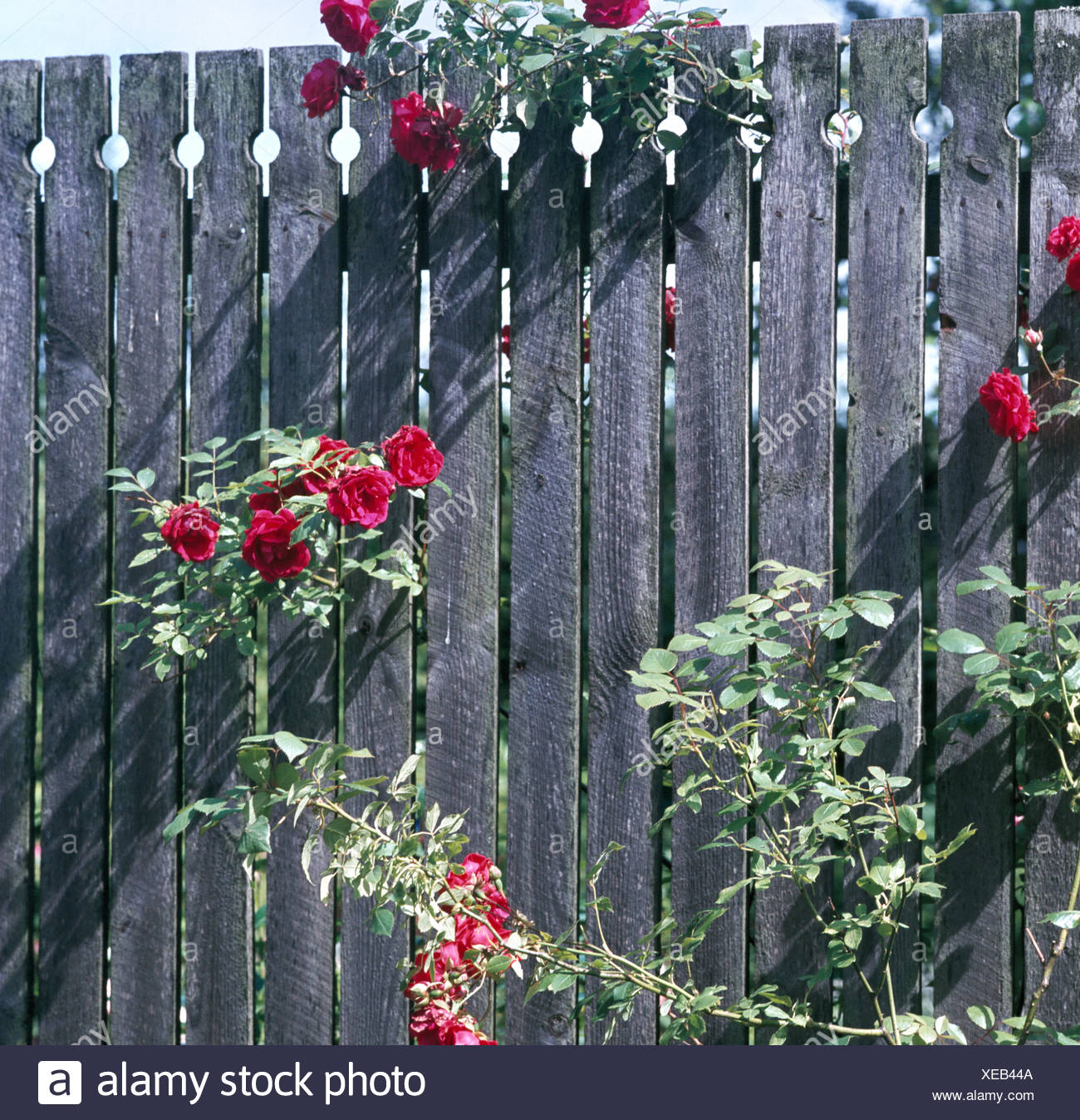 Climbing Roses On Fence High Resolution Stock Photography and Images Alamy