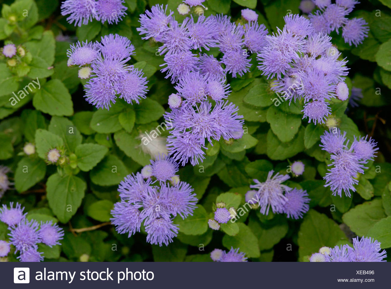 Ageratum Flossflower Leberbalsam Stock Photo Alamy