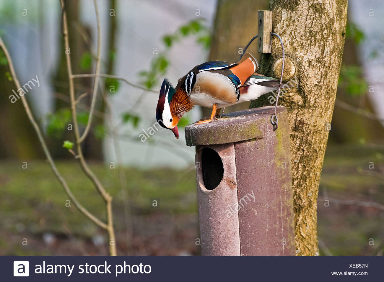 Mandarin Duck Nest Box High Resolution Stock Photography and Images Alamy
